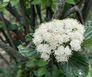 Blooming arrowwood viburnum