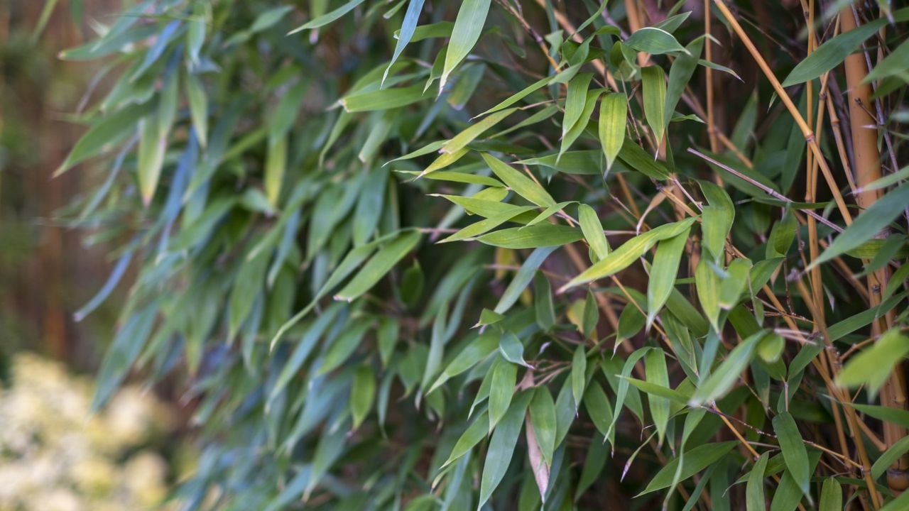 Bamboo hedge