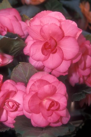 Bright pink Elaine Tartellin double flowered tuberous begonia flowers