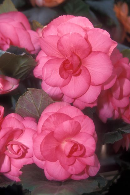 How to overwinter begonias: with advice from the experts | Homes & Gardens