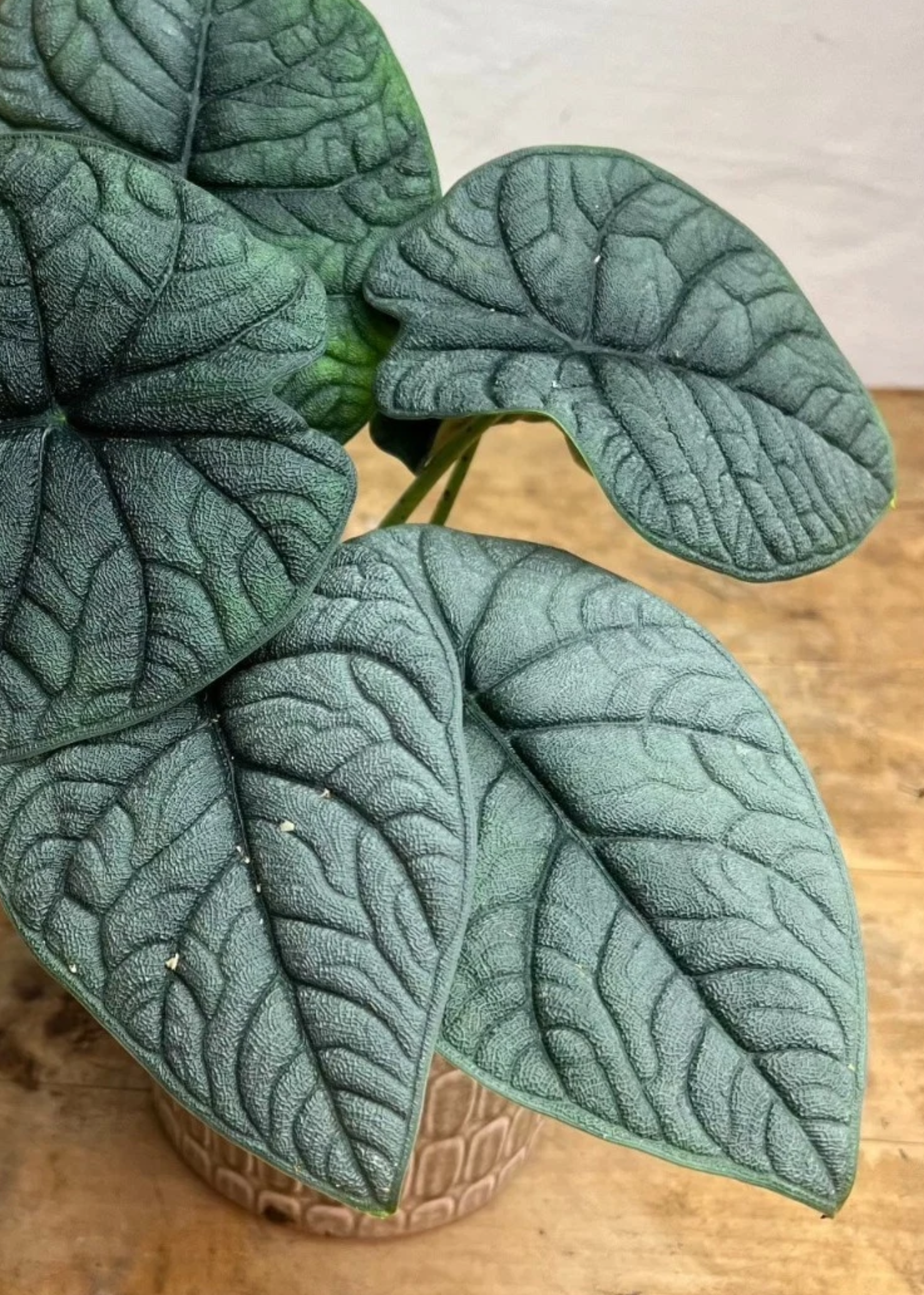A close-up of a alocasia melo in a brown planter