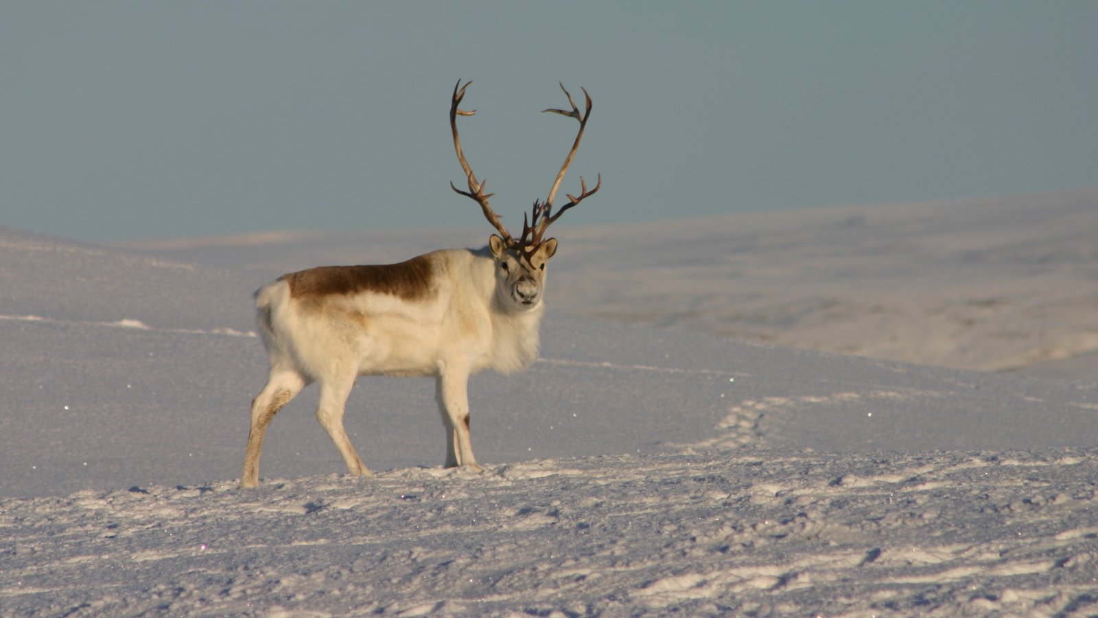 A healthy male peary caribou stands on guard. Picture taken in the high arctic.