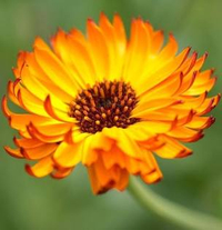 Calendula officinalis 'Indian Prince' from Waitrose Garden