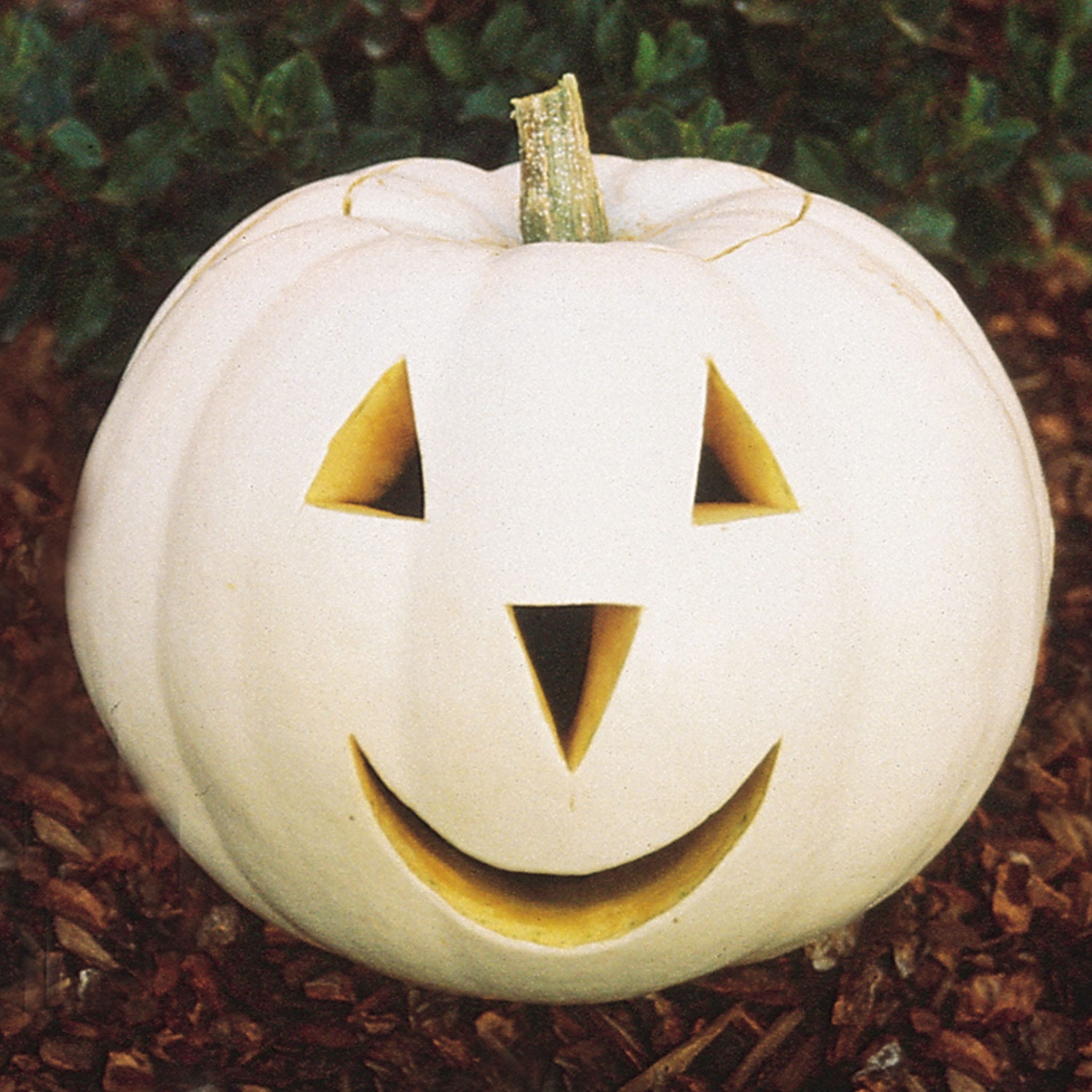 Lumina Pumpkin Seeds