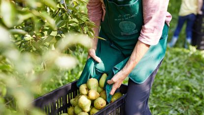 woman harvesting pears in a yard