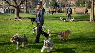 Female dog walker with many dogs