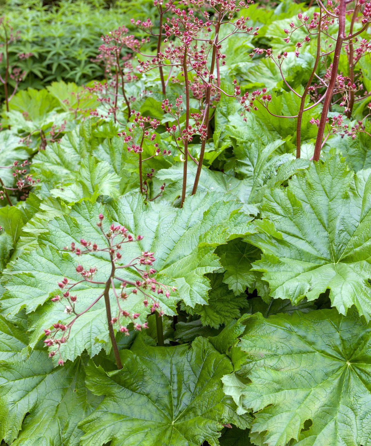 Plants for wet soil 16 varieties for damp places Homes & Gardens