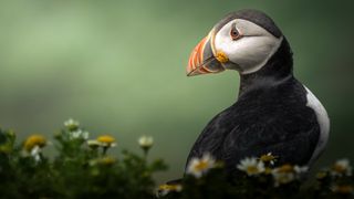 Puffin - winner of RSPCA Young Photographer Awards 2024