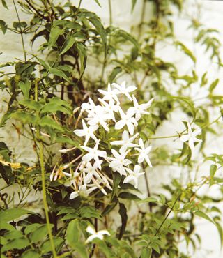 summer jasmine jasminum officinale in flower against a whitewall