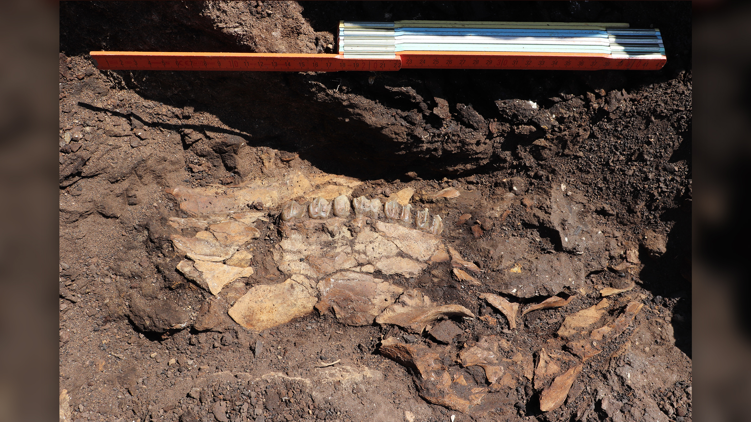 Ein alter Hirschschädel, dessen Zähne im Fels und im Dreck sichtbar sind.