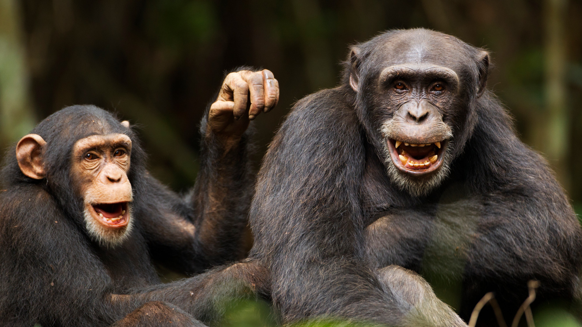Western chimpanzees