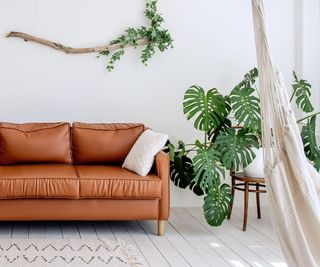 A green monstera plant with large leaves beside an orange couch