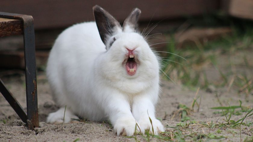 A white rabbit yawns with its mouth open, showing its teeth.