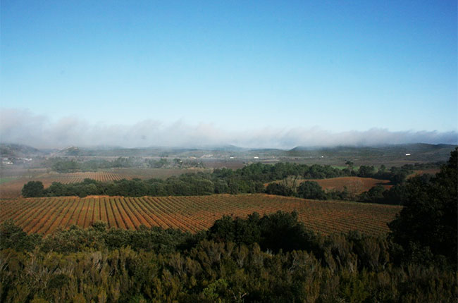 Domaine d'Aussi&amp;egrave;res, Languedoc, Jefford