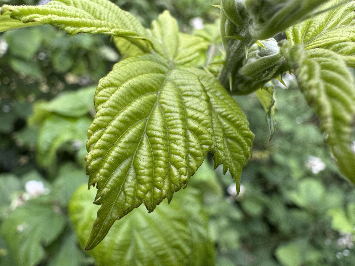 Apple iPhone 15 Pro macro sample .