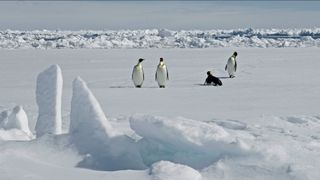 Four adult emperor penguins walk on snow-covered sea ice.