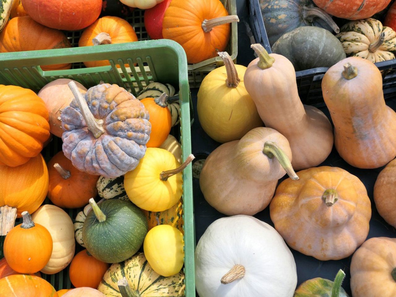 Bins Full Of Squash And Pumpkins