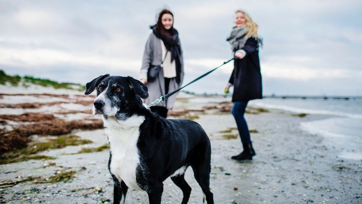 Woman holding leash of dog while standing with friend on beach