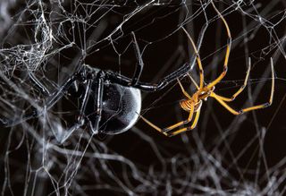 A male and female black widow court one another prior to mating. Male western black widows are much smaller than their mates and have a lighter, tan color and a striped abdomen.