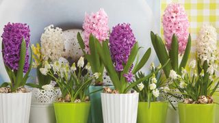 pink, purple, and white hyacinths in white and green pots with white muscari indoors