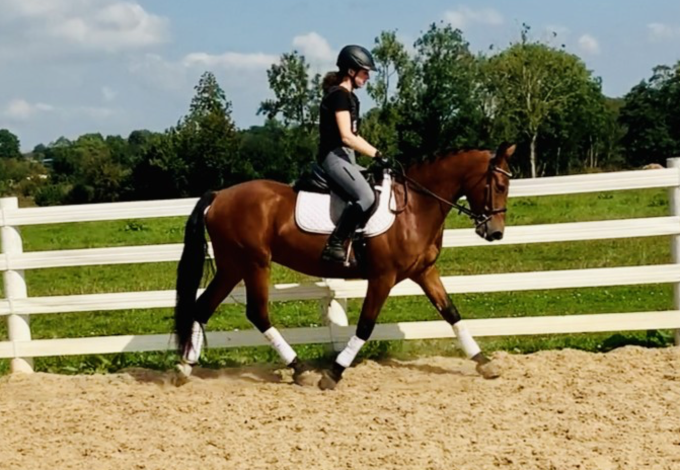 Bay horses for sale
