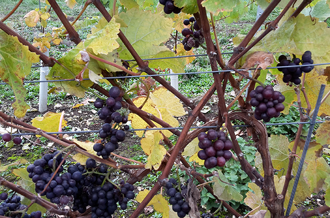 harvesting grapes, Hambledon