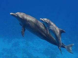 Dolphin and Baby
