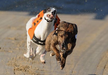 Greyhounds racing in Brighton