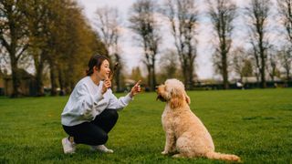 Woman teaching a dog a new trick in a park