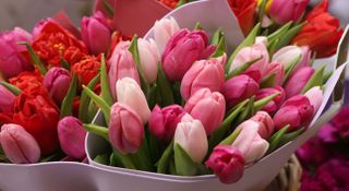 Mixed bouquet of tulips in pink and red