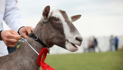 Man arrested after force-feeding cocaine and whiskey to a goat