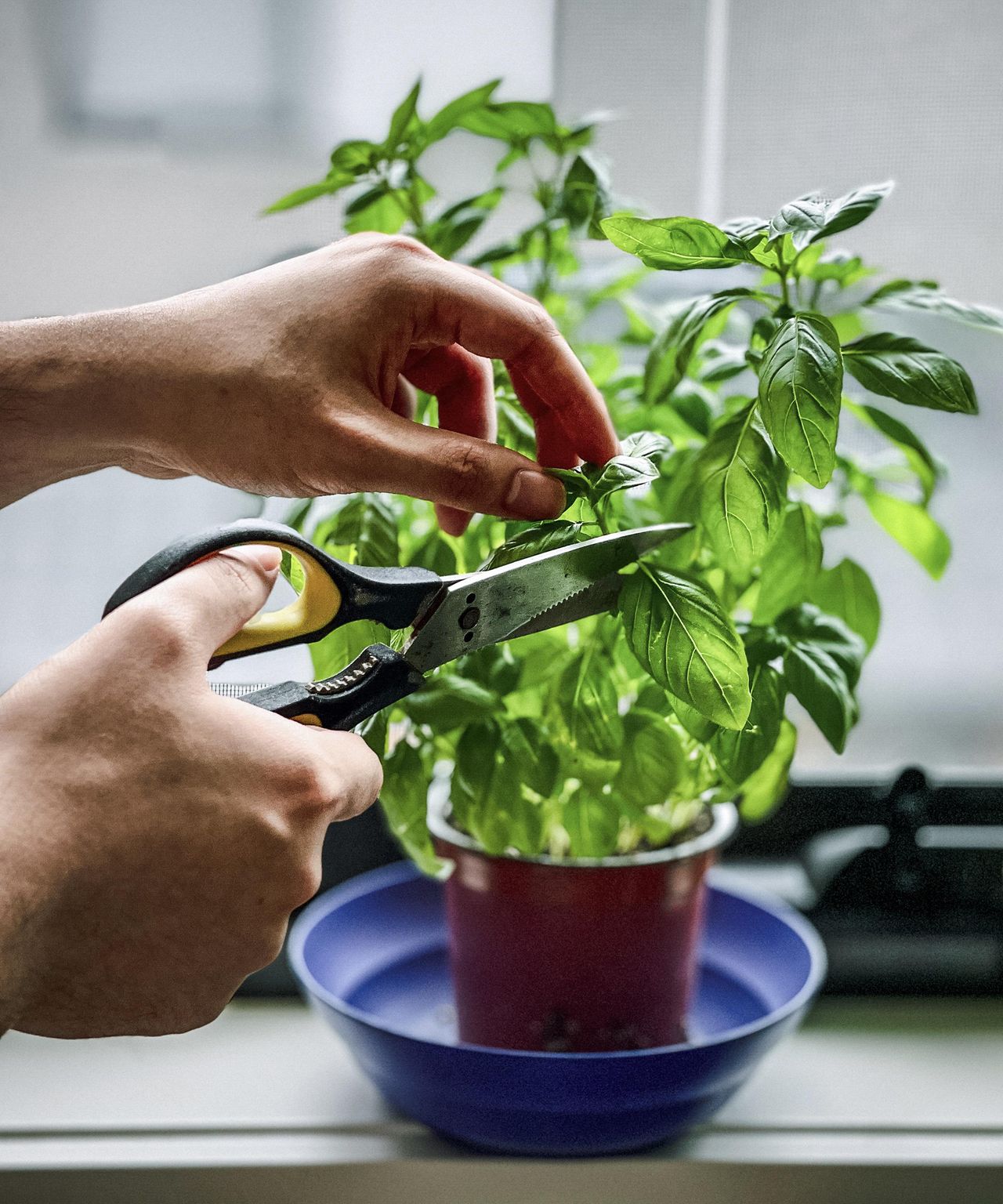 How To Grow Basil Indoors – For Fresh Year-Round Flavor | Gardening ...