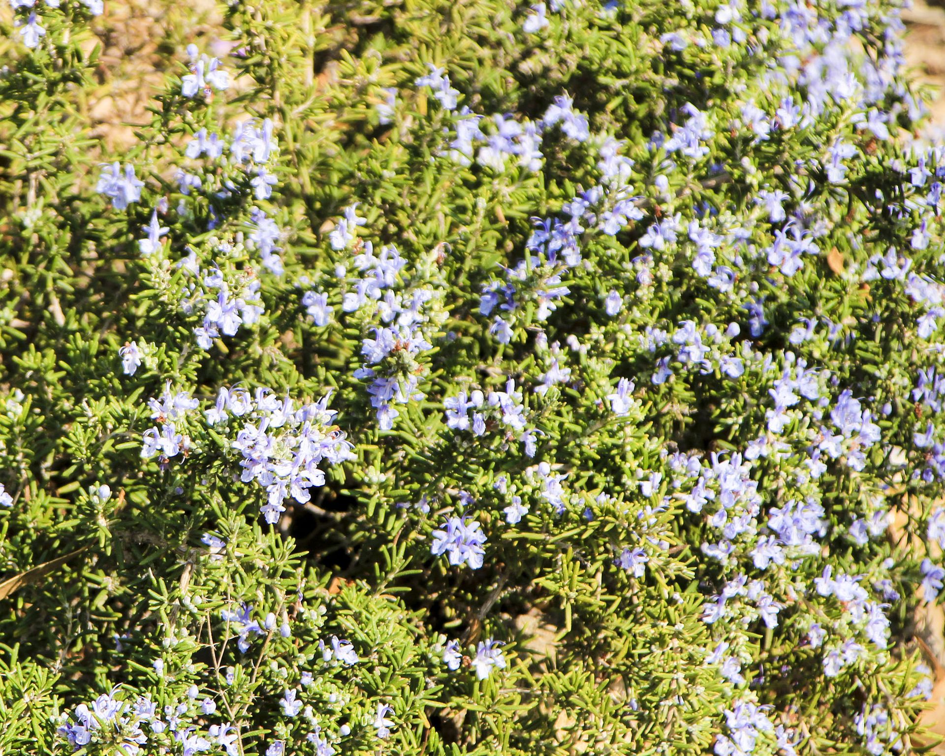 Prostrate rosemary – Rosmarinus Officinalis Prostratus – plant in the garden in spring