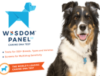 Buy the Wisdom Panel 3.0 Dog DNA Testing Kit for £75 on Wisdom Panel