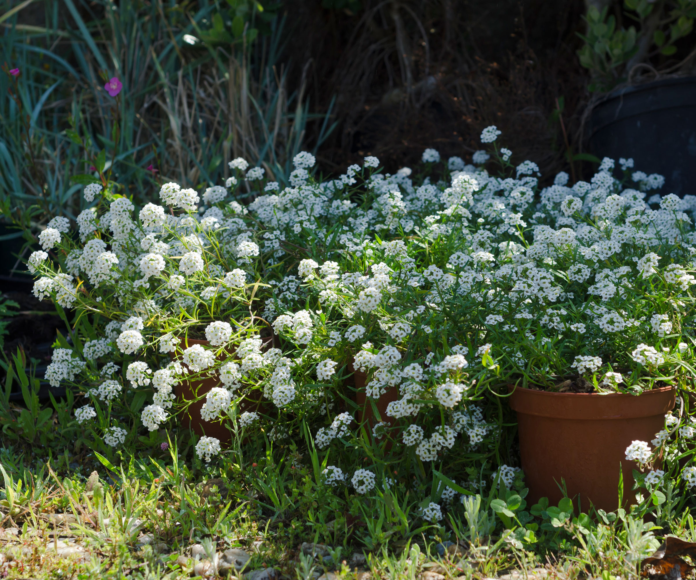 sweet alyssum flowers, some planted in a terracotta pot