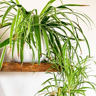 spider plant in white pot on shelf with plantlets