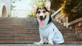 Dog in dog shirt on steps