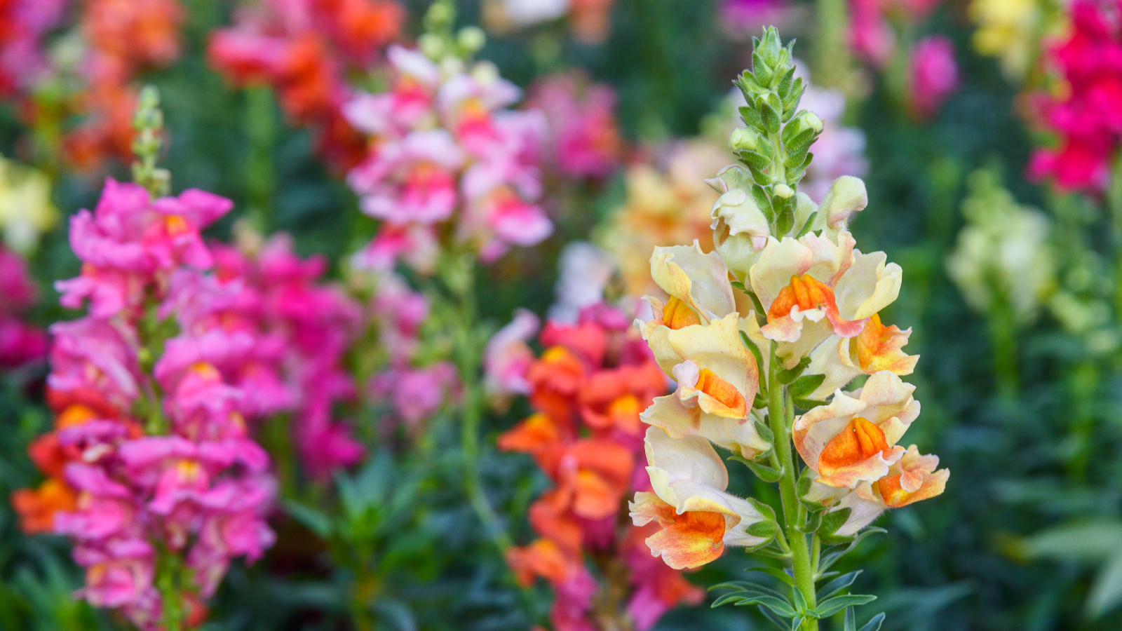Closeup of snapdragon flowers