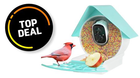 Birdkiss smart bird feeder