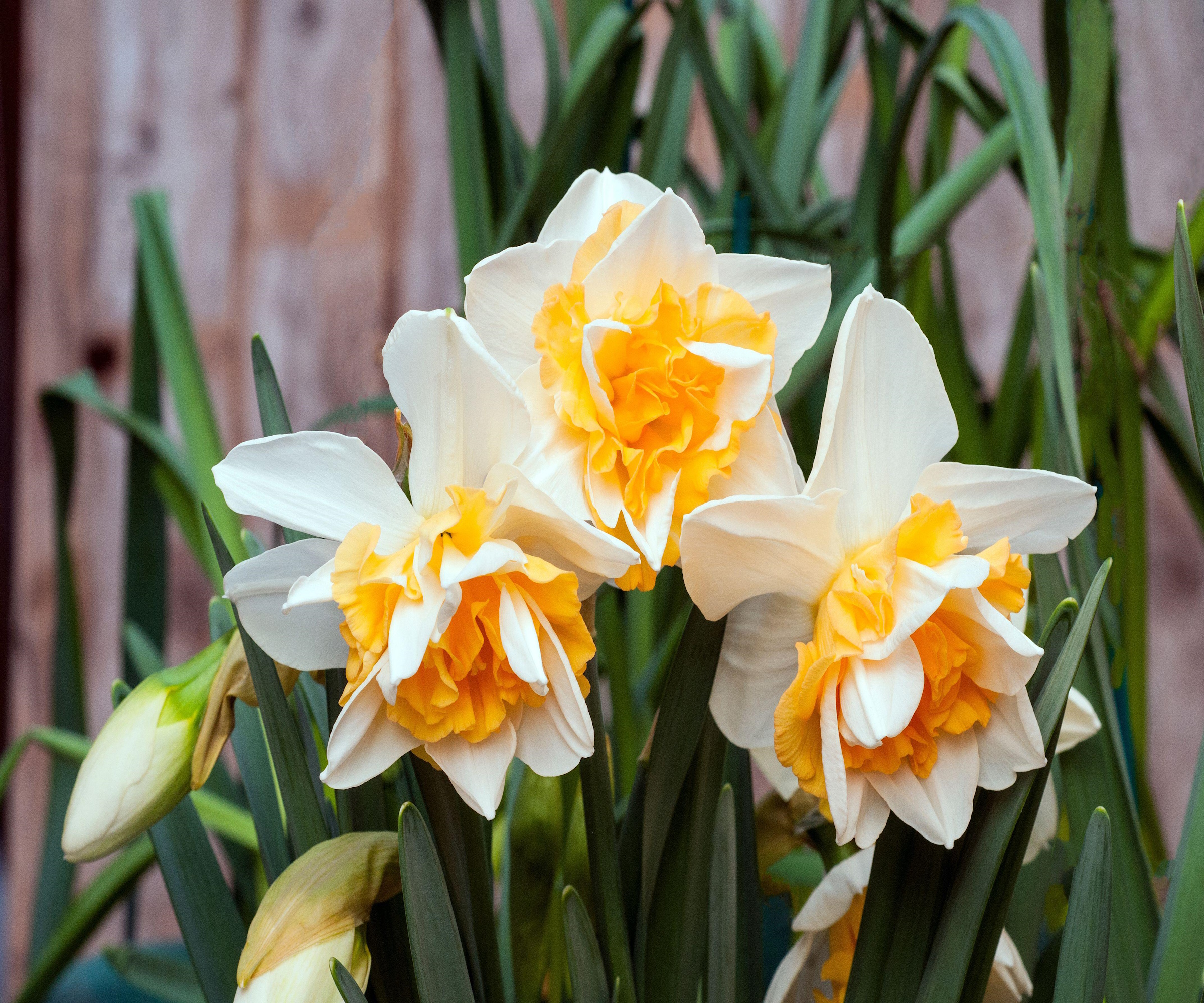 Narcissus For Every Yard Different Flower Types Explained Homes And 