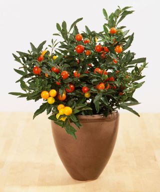 Christmas cherry in terracotta pot on table