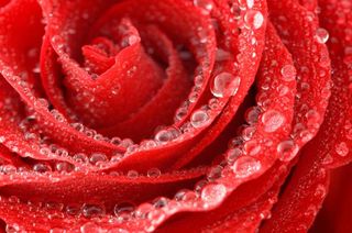 Why Dewdrops Stay On The Rose Live Science