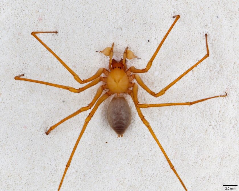 A newly discovered spider found in Oregon caves. It&#039;s an historic find.