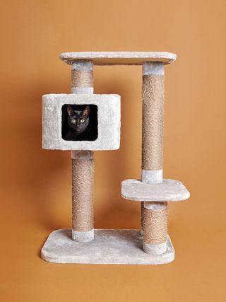 Cat photography by Pascale Weber shows cats playing in cat trees on colourful backgrounds in the photographer's new book For Cats Only