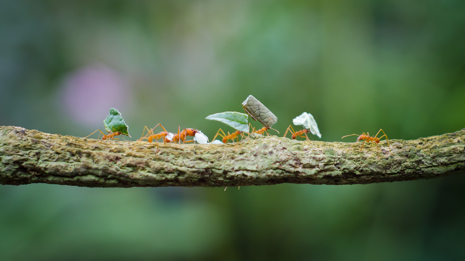 A close-up photo of leaf-cutter ants walking in a line carrying leaves on a branch