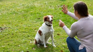 Woman holding up a dog treat and giving a hand signal to her dog to stay in the sitting position