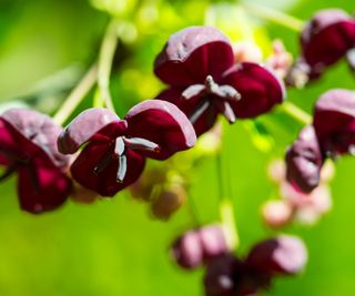 close up of a Chocolate vine (Akebia quinata)