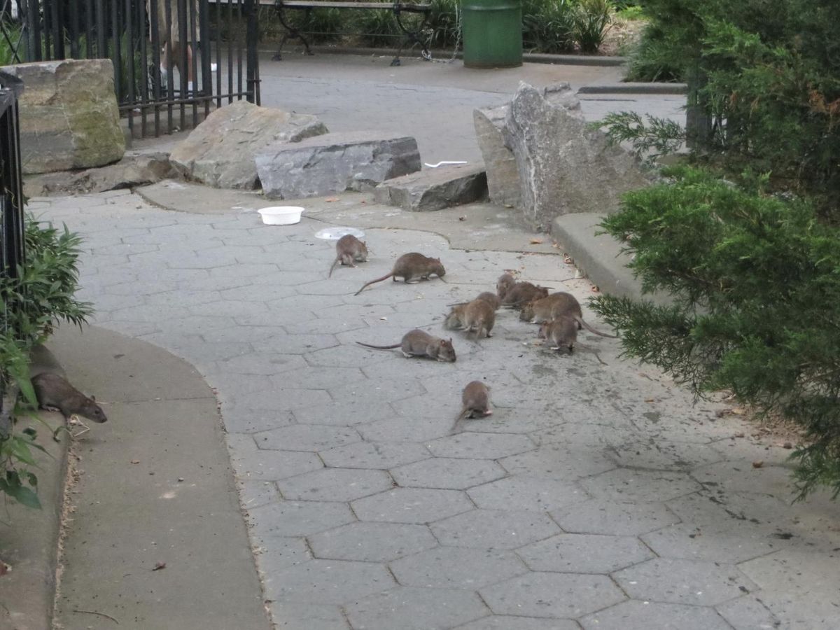 rats eating food