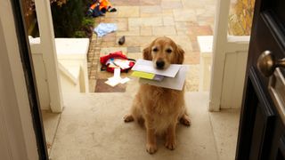 Dog with mail in his mouth and evidence of the postman having been scared away