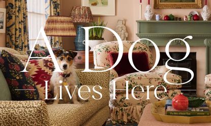 Image of a small dog on a patterned sofa in a maximalist living room, colorful chairs, curtains, lamps and decor surround